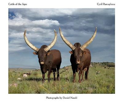 Picture of Cattle of the ages
