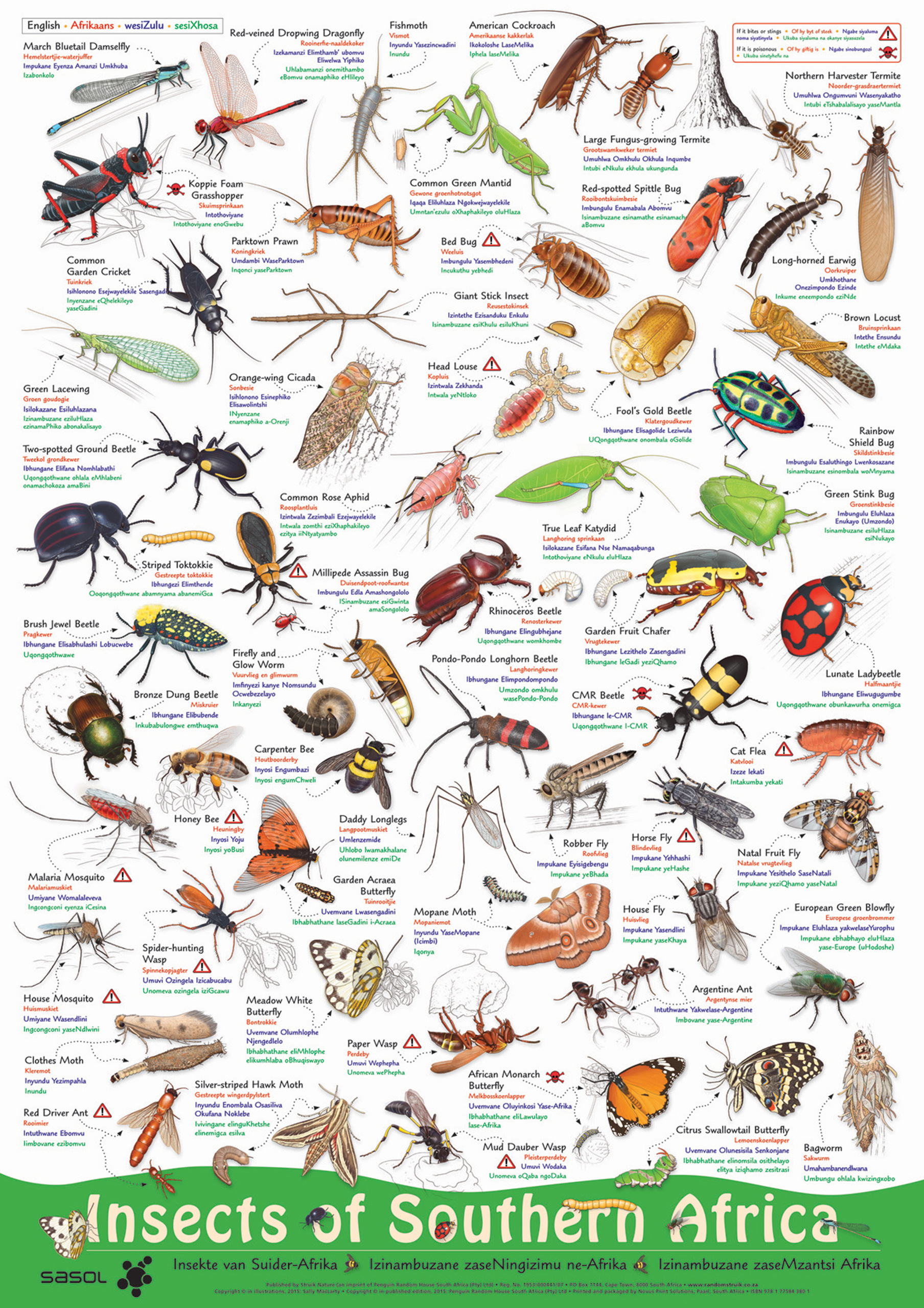 Picture of Insects of Southern Africa
